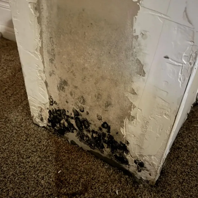 Professional Mold Removal in Bedford, KY